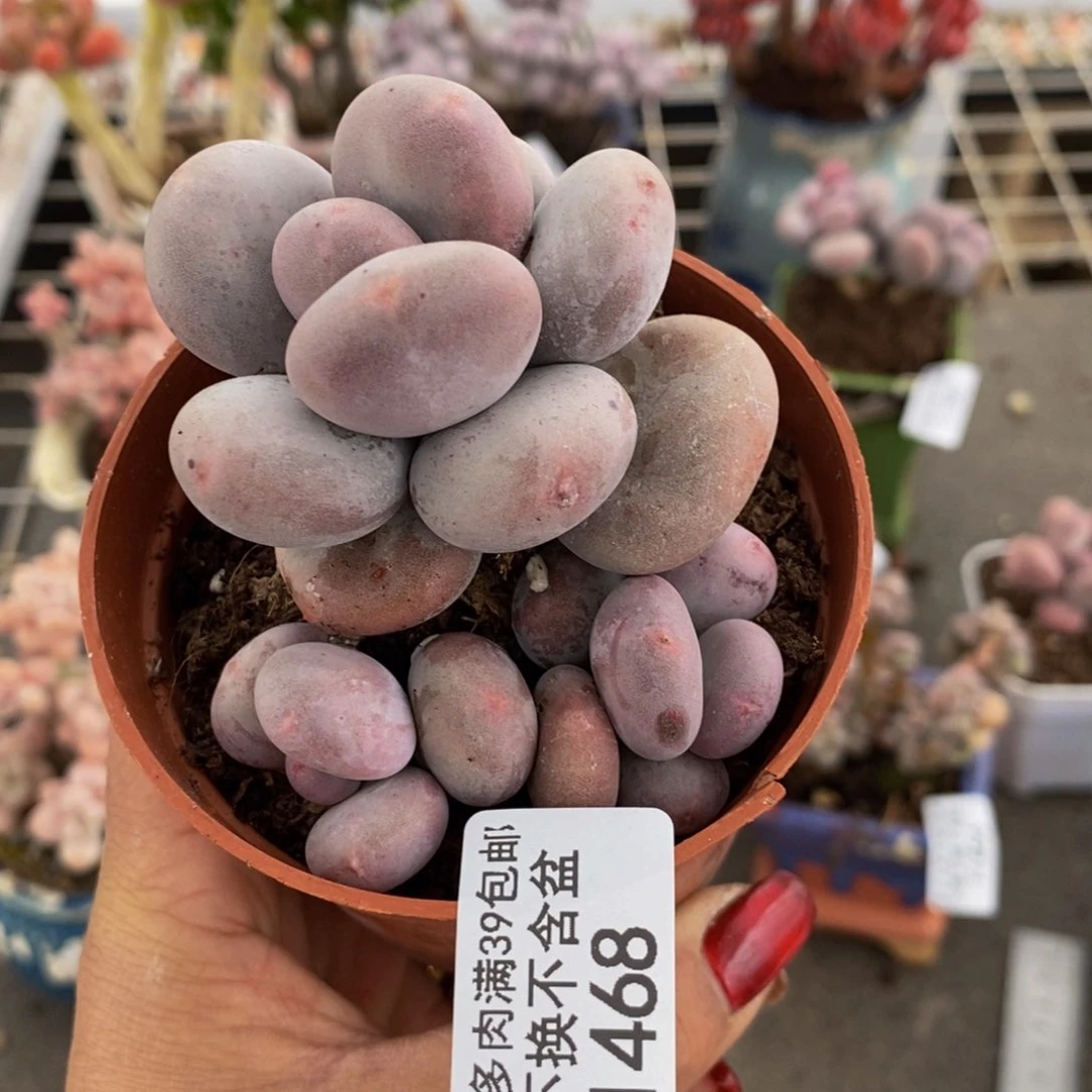 ?**柒大叶奶酪468/7c m