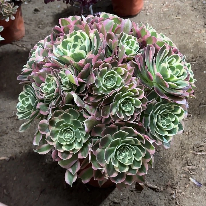 老*多肉植物法师白凤52