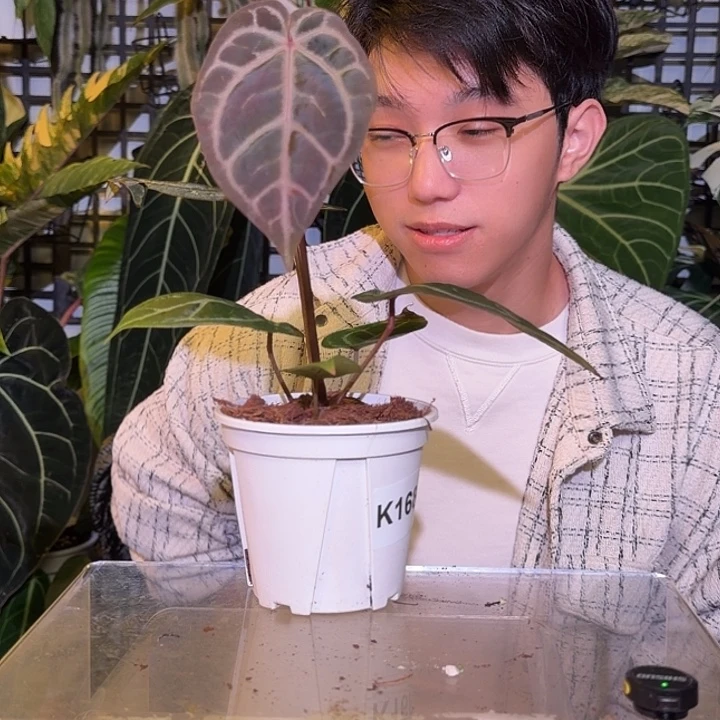 完全开放L109 米歇尔杂黑水晶