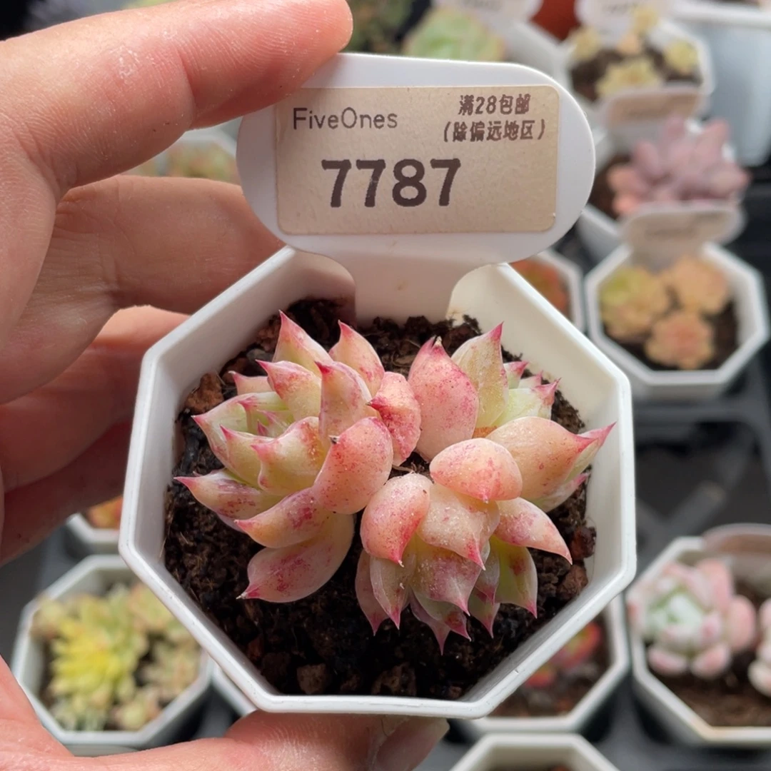 白拉糖7787-5.5厘米