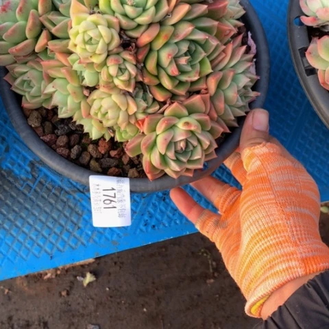 大****姐1761白玫瑰多肉