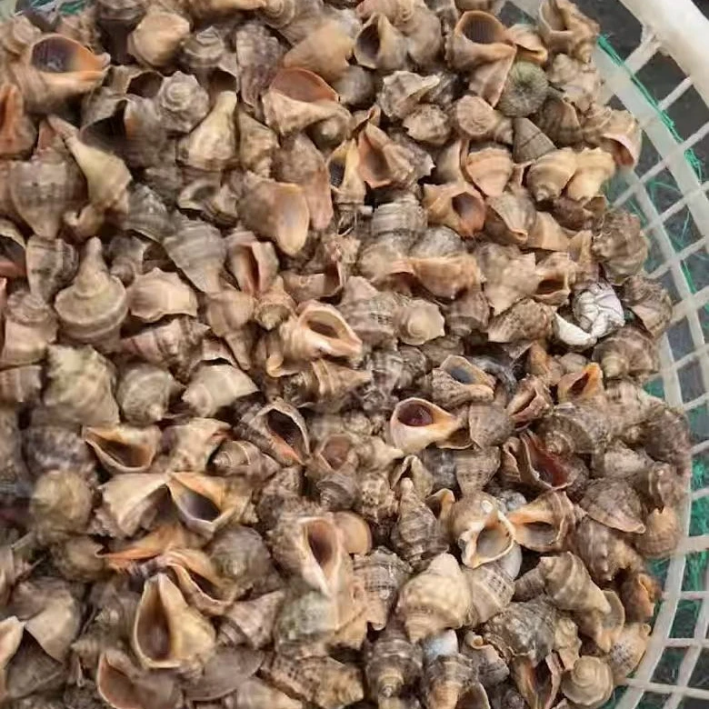 中螺,一斤10多个,煮着吃的,没泡水的