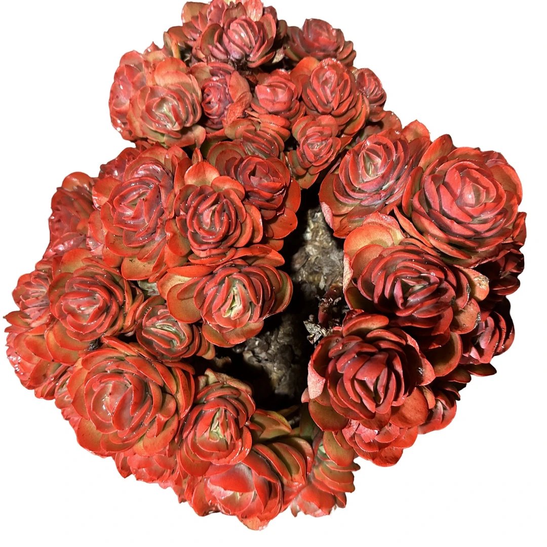 精品多肉植 玫瑰秀妍