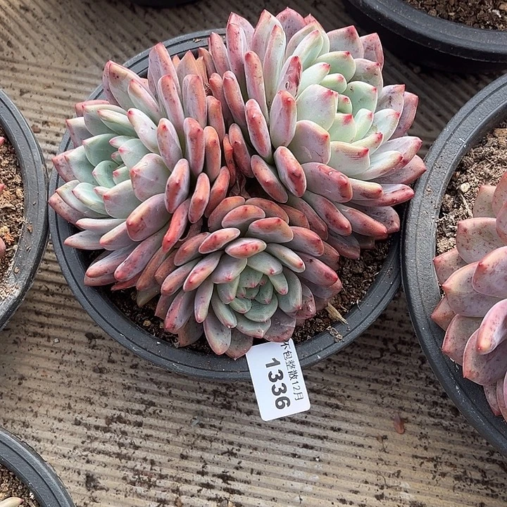 阿雅园艺。       1336爱丽儿