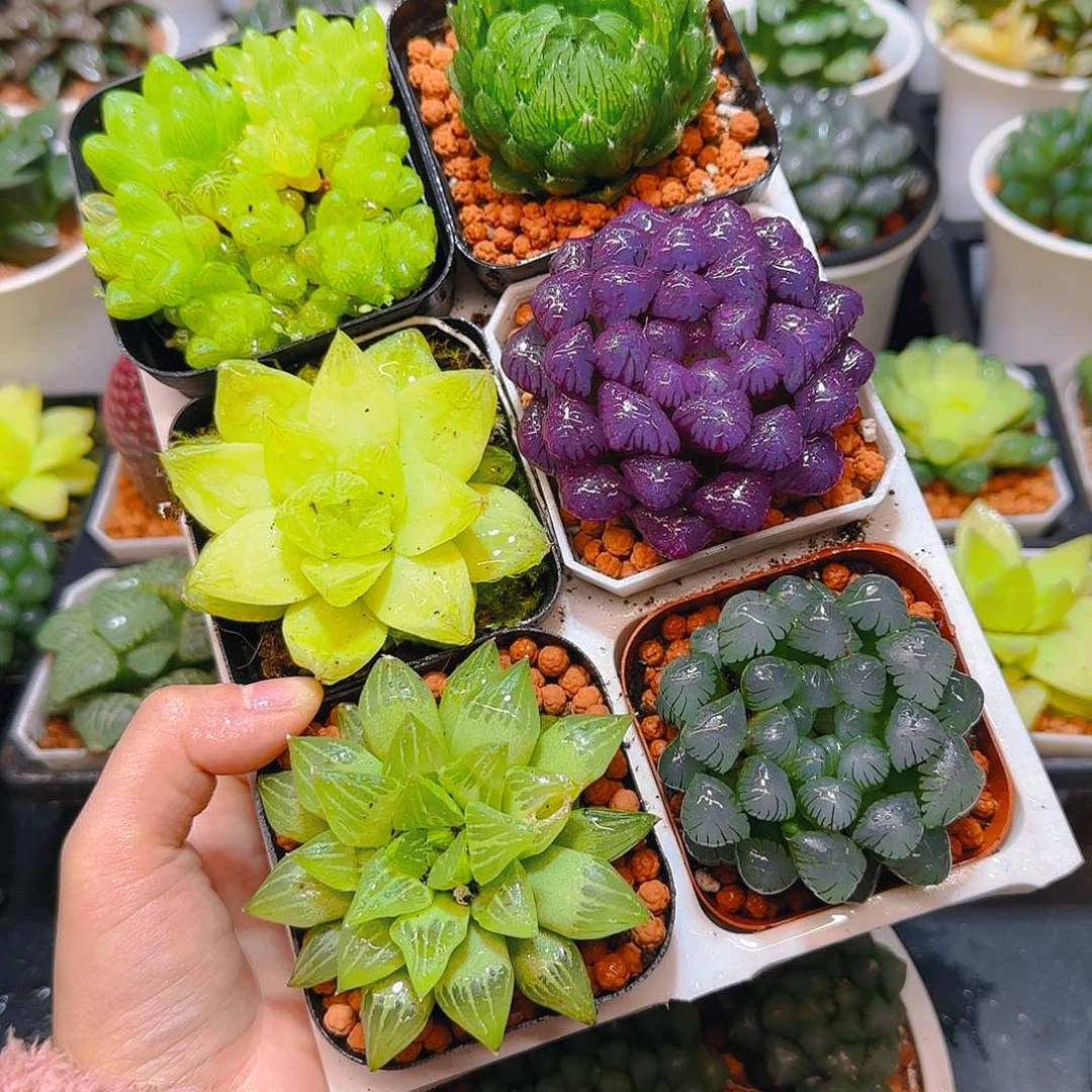 玉露群，蝉翼，黄金，紫宝石，玉露寿，冰灯