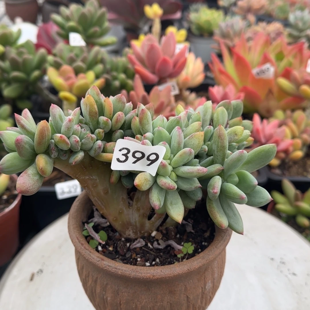 释***怀399号 一物一拍 一物一拍