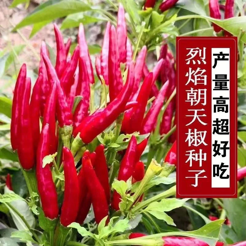 西藏新疆包邮朝天椒种子小米椒辣味浓早熟辣椒种籽阳台盆栽农家蔬