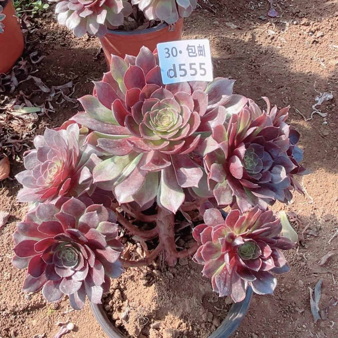 555红魔多肉法师