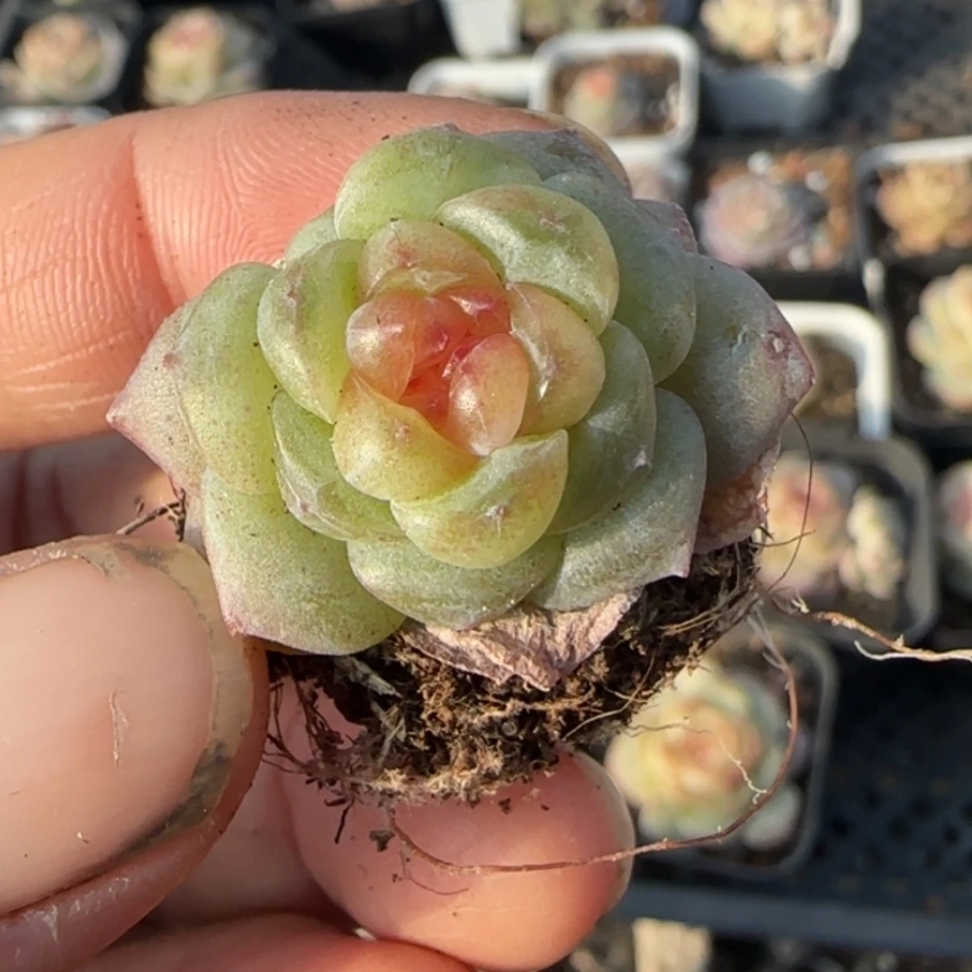 多肉小卡拉米糖心一物一拍