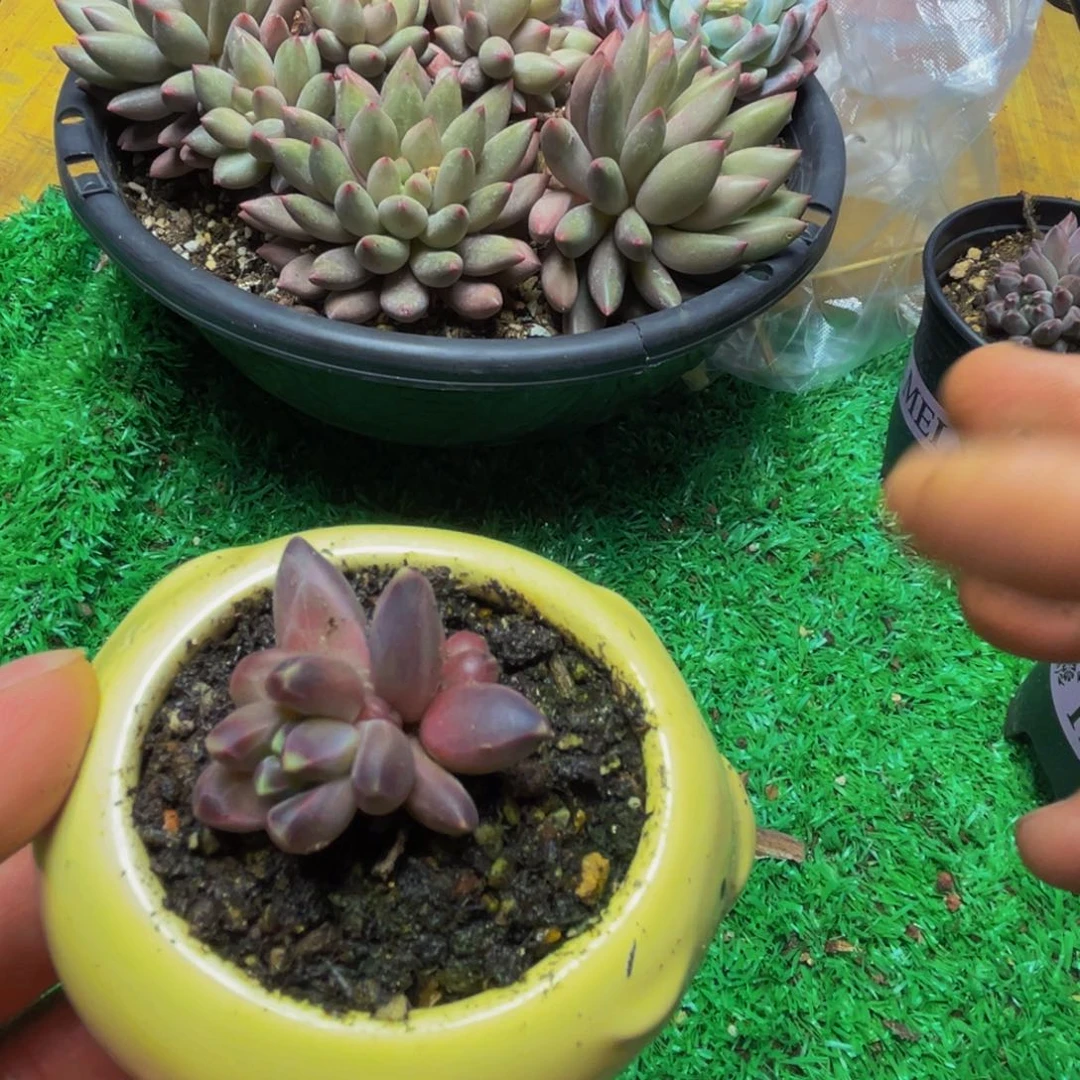 黑珍珠精品多肉植物
