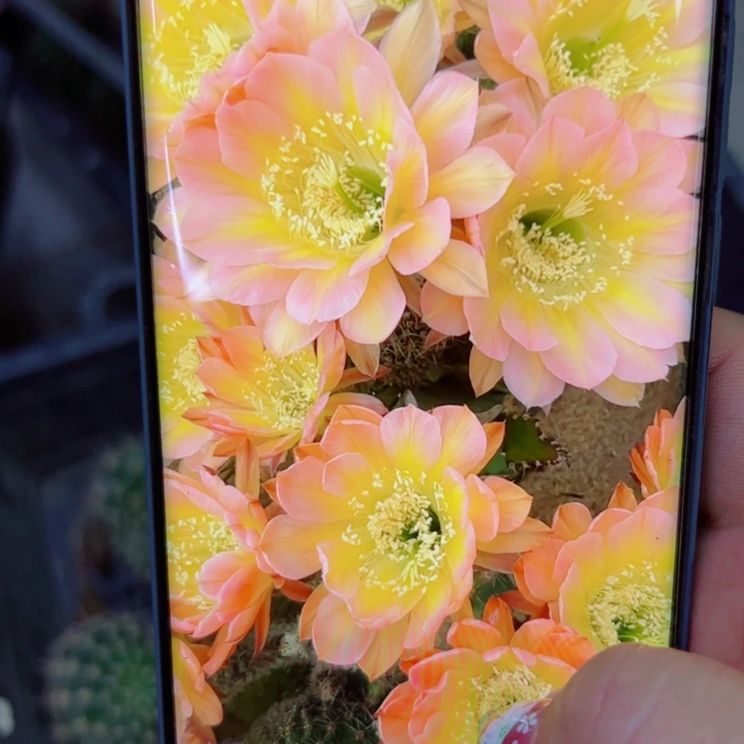 下73彩草绿冰歪无根侧芽4公分左右20包邮