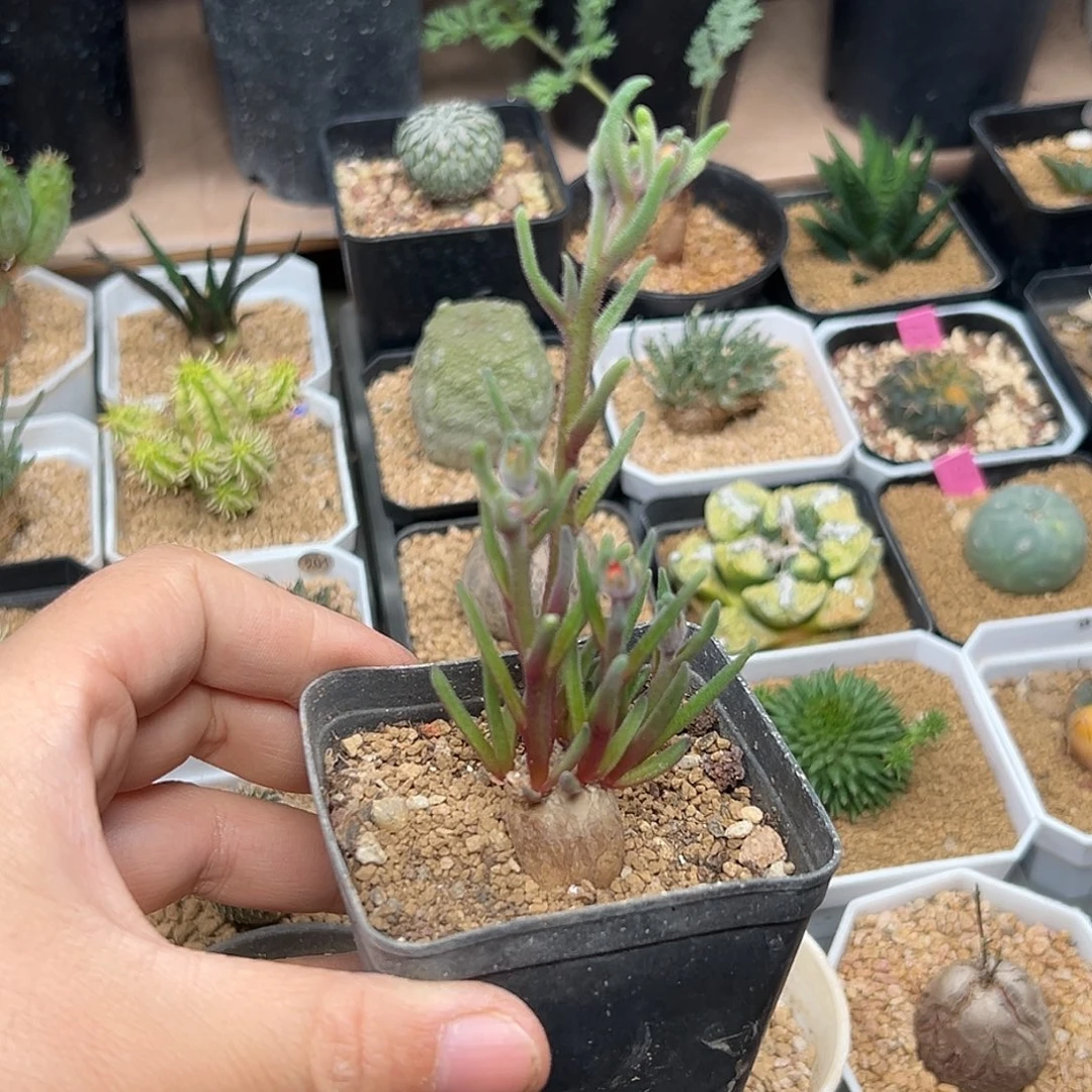 淡青霜母本开花株