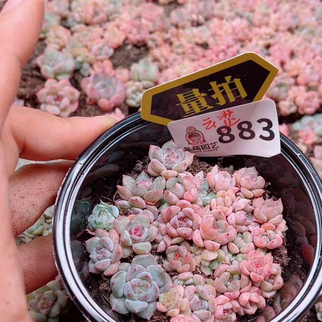 多肉植物多肉植物