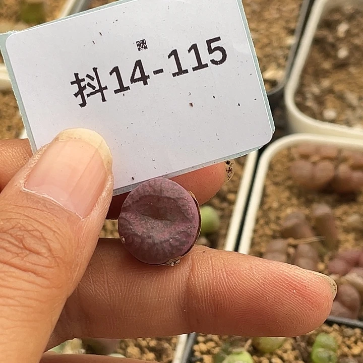 水*冻14-115肉锥多肉植物