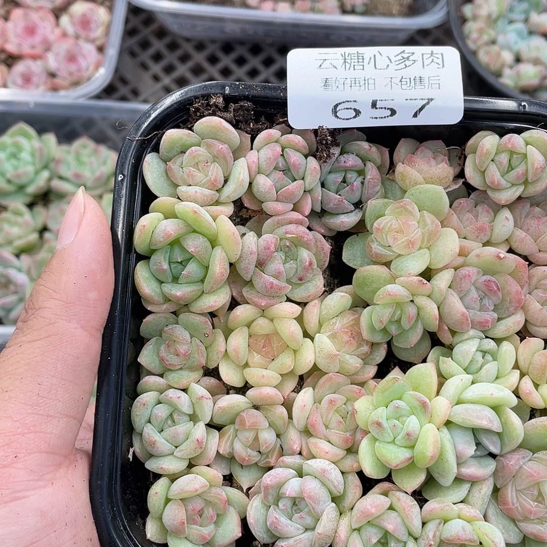 云糖心多肉植物657