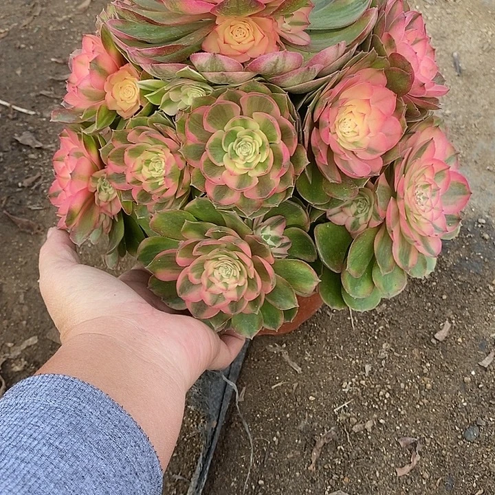 多肉植物荔枝805多肉