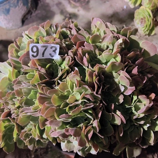 佳****多肉植物一个玫瑰追