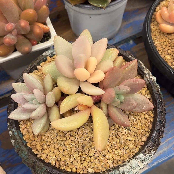 桃花源锦，，，，，，，，，，