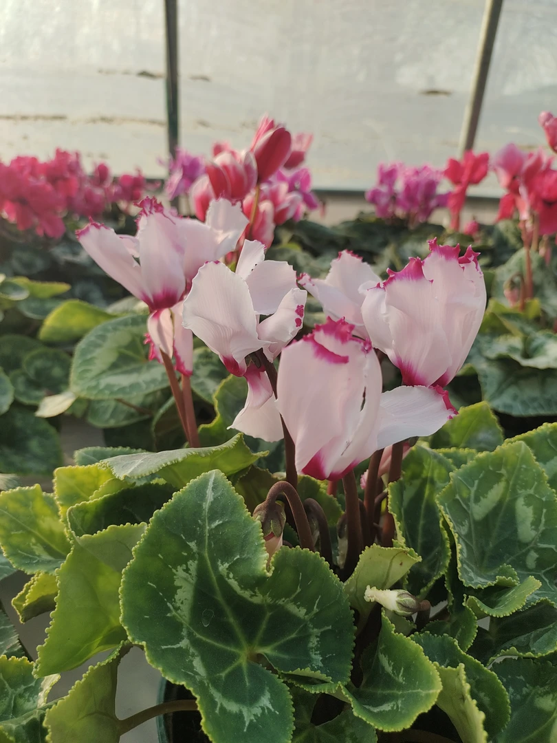 仙客来盆栽带花苞发货四季开花室内阳台好养观花植物