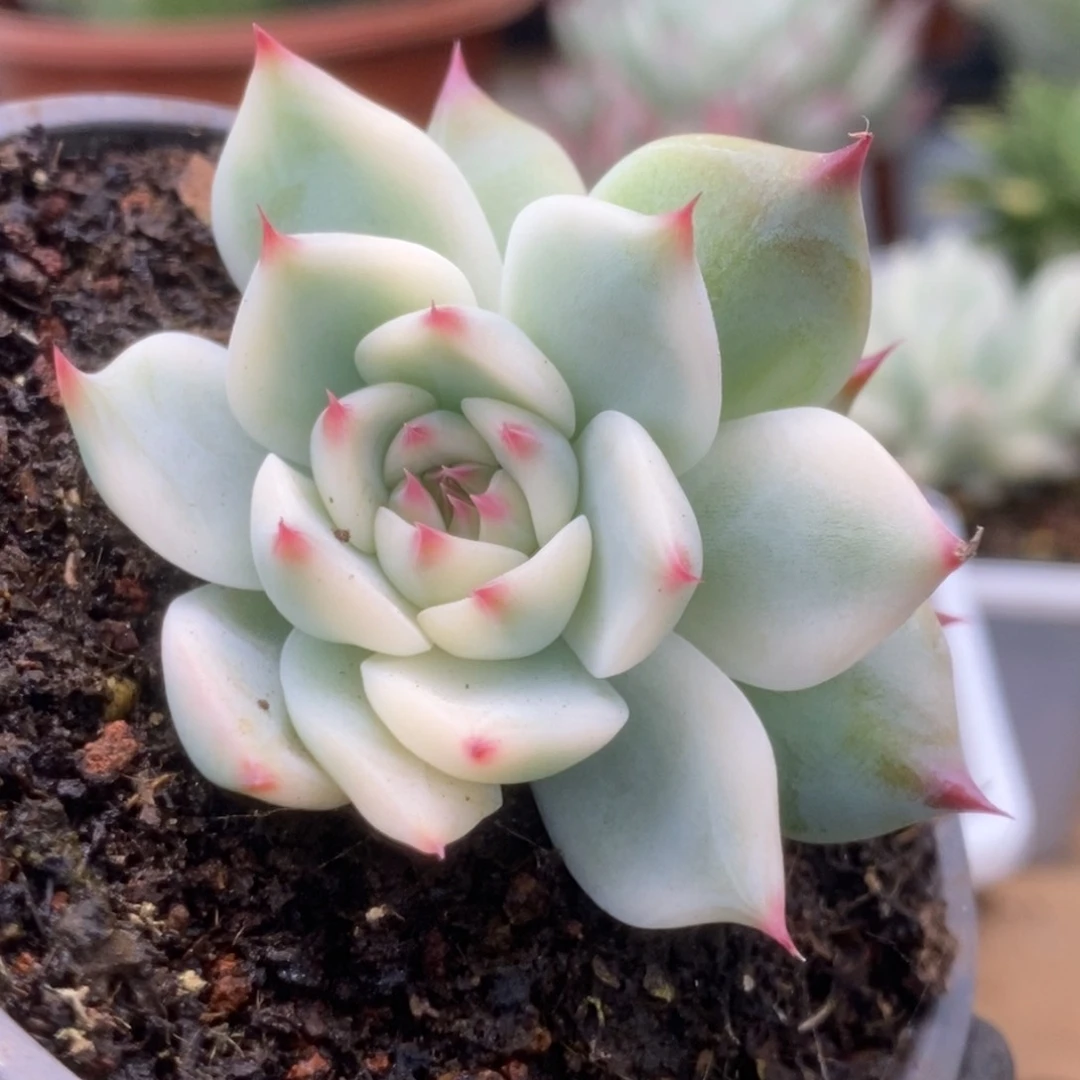 704锦锦锦锦锦锦锦锦