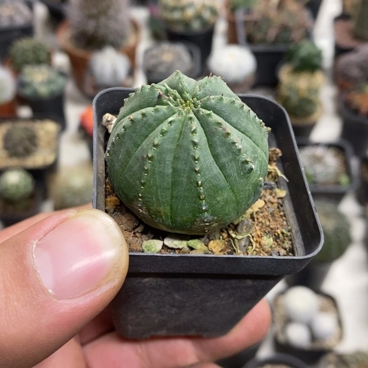 实生泰布特价福利