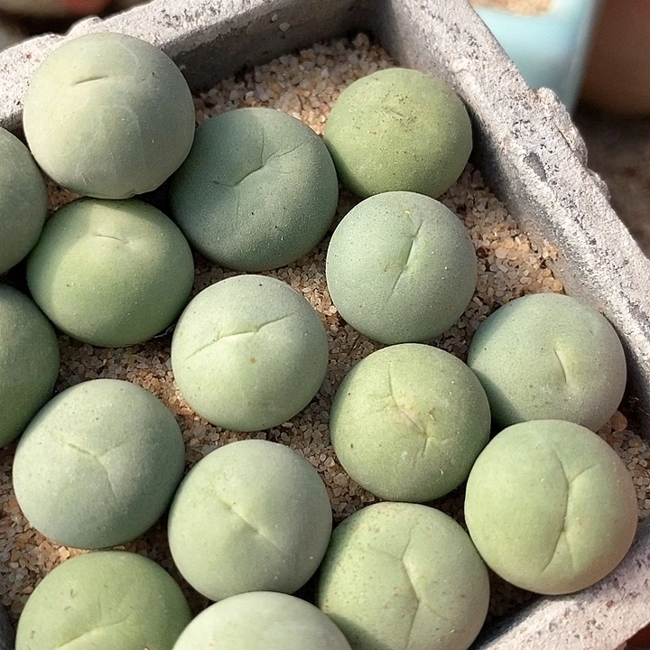 鸽子蛋一颗  1.5厘米