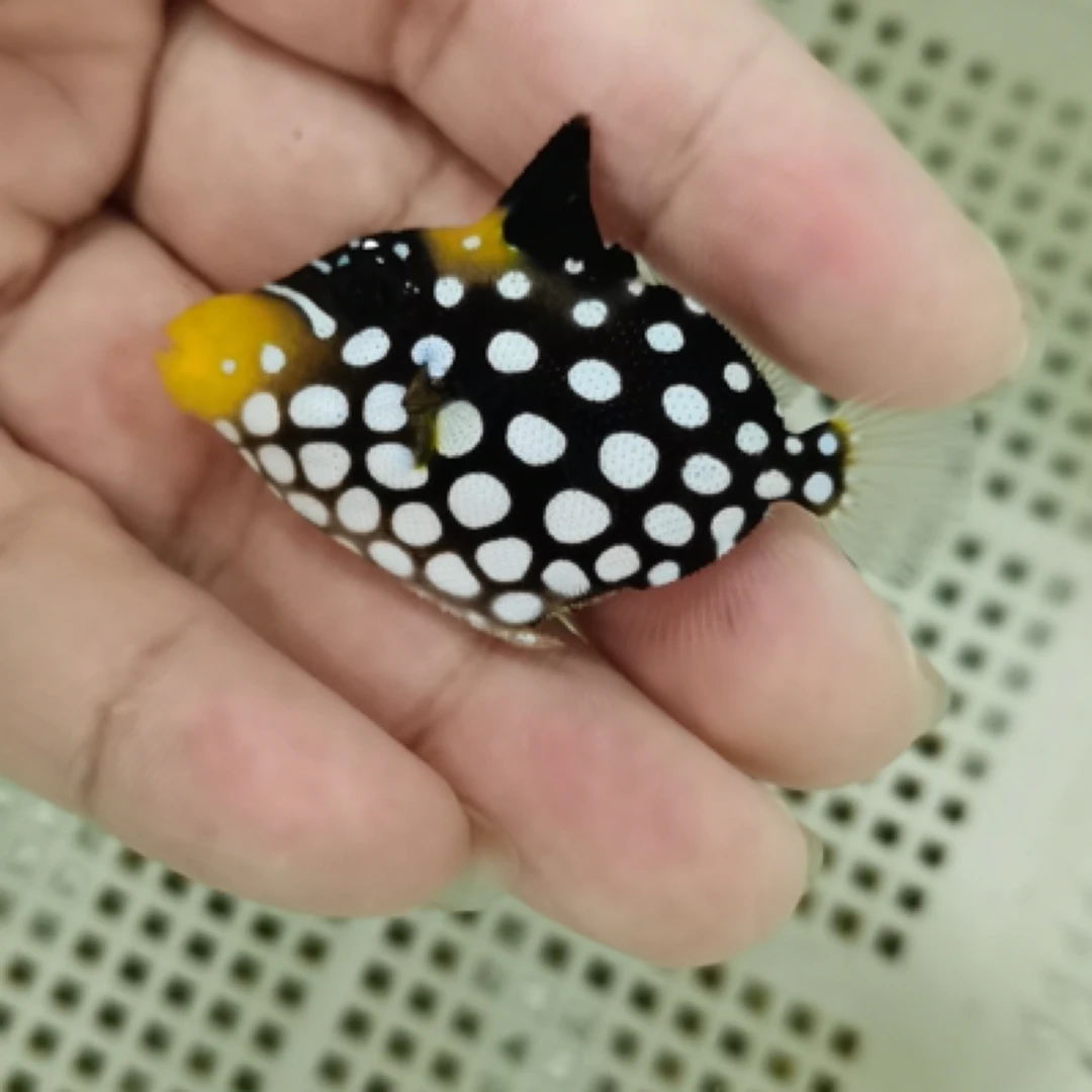 海水观赏鱼小丑炮弹魔鬼炮弹玻璃炮弹