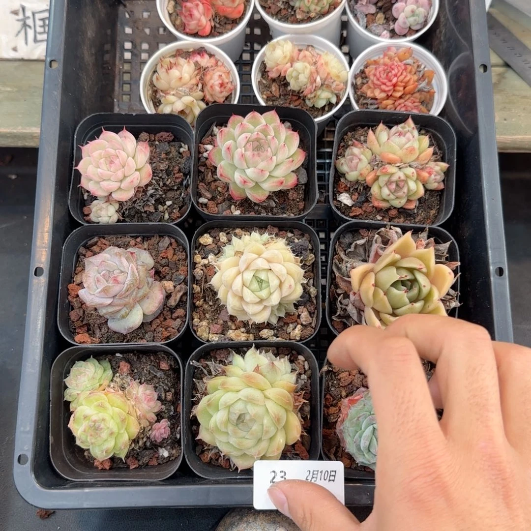 框拍框拍框0210-23