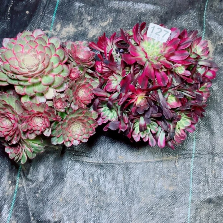 多肉植物组合127