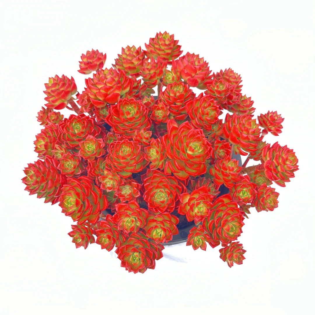 大红玫瑰蒂亚新手好养多肉植物懒人绿植花卉老桩盆栽耐寒耐热脱土