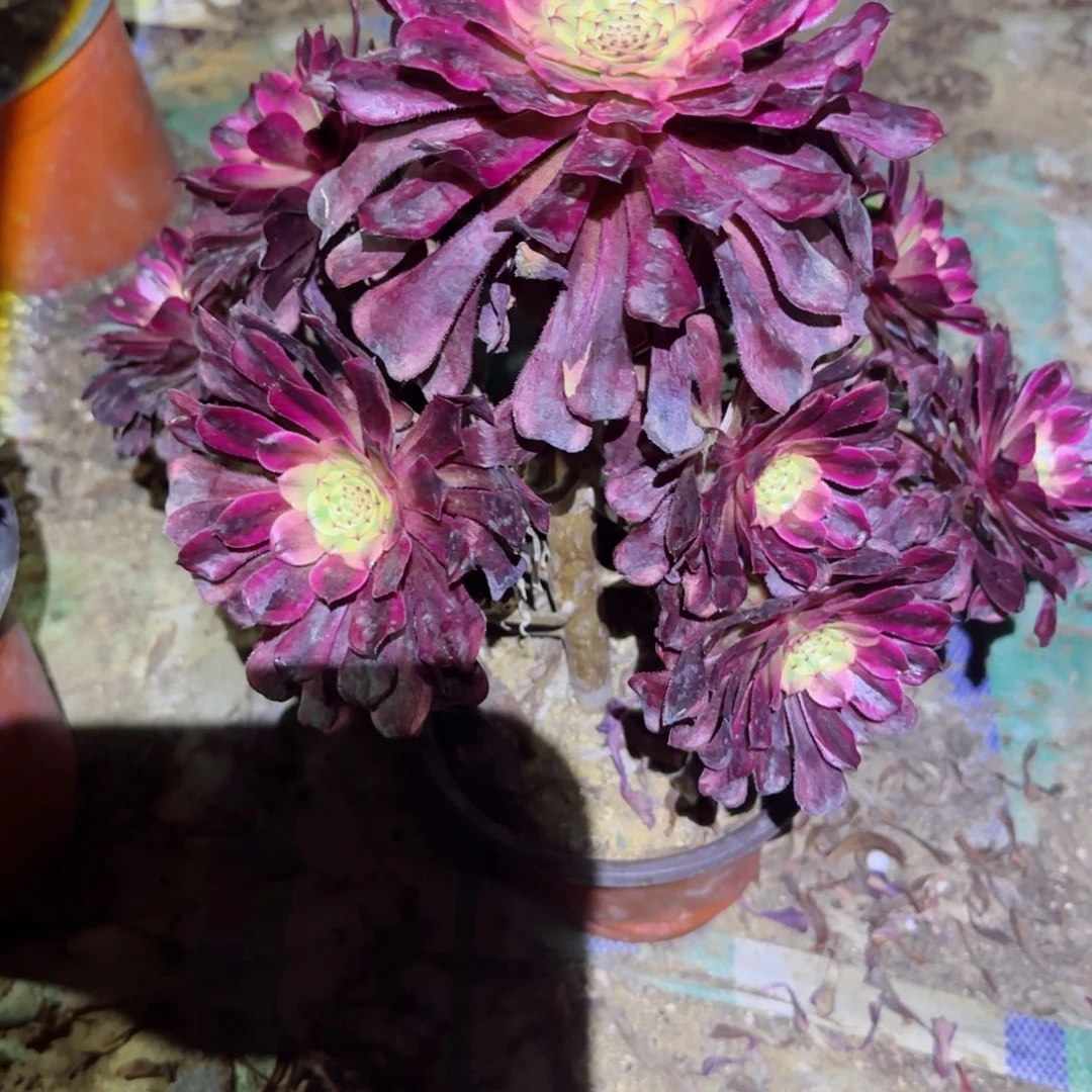 红颜法师多肉205