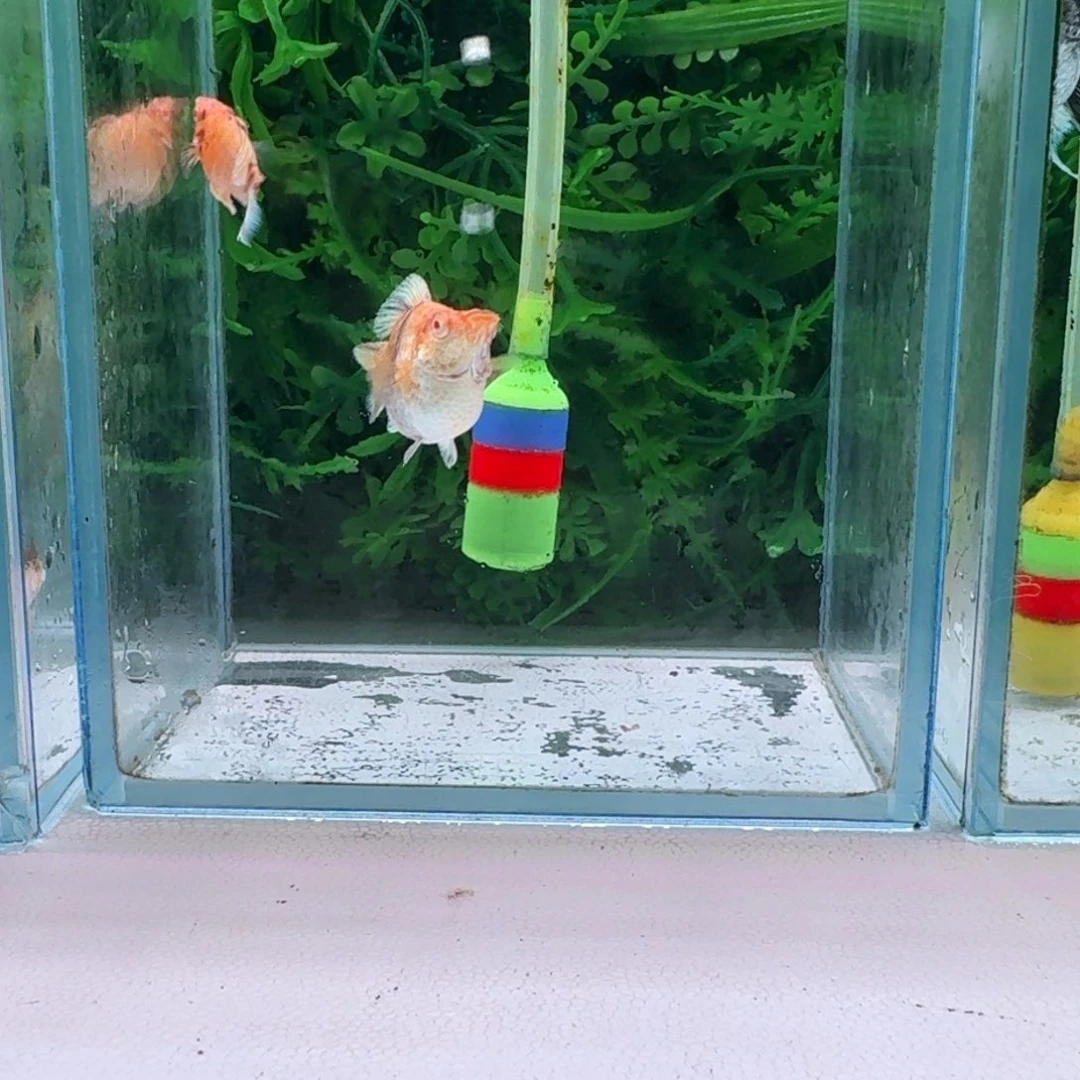 黑玛丽鱼2号玛丽2条