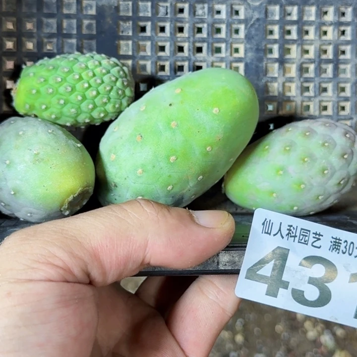 无花朵福利个紫皮鹅蛋侧牙431
