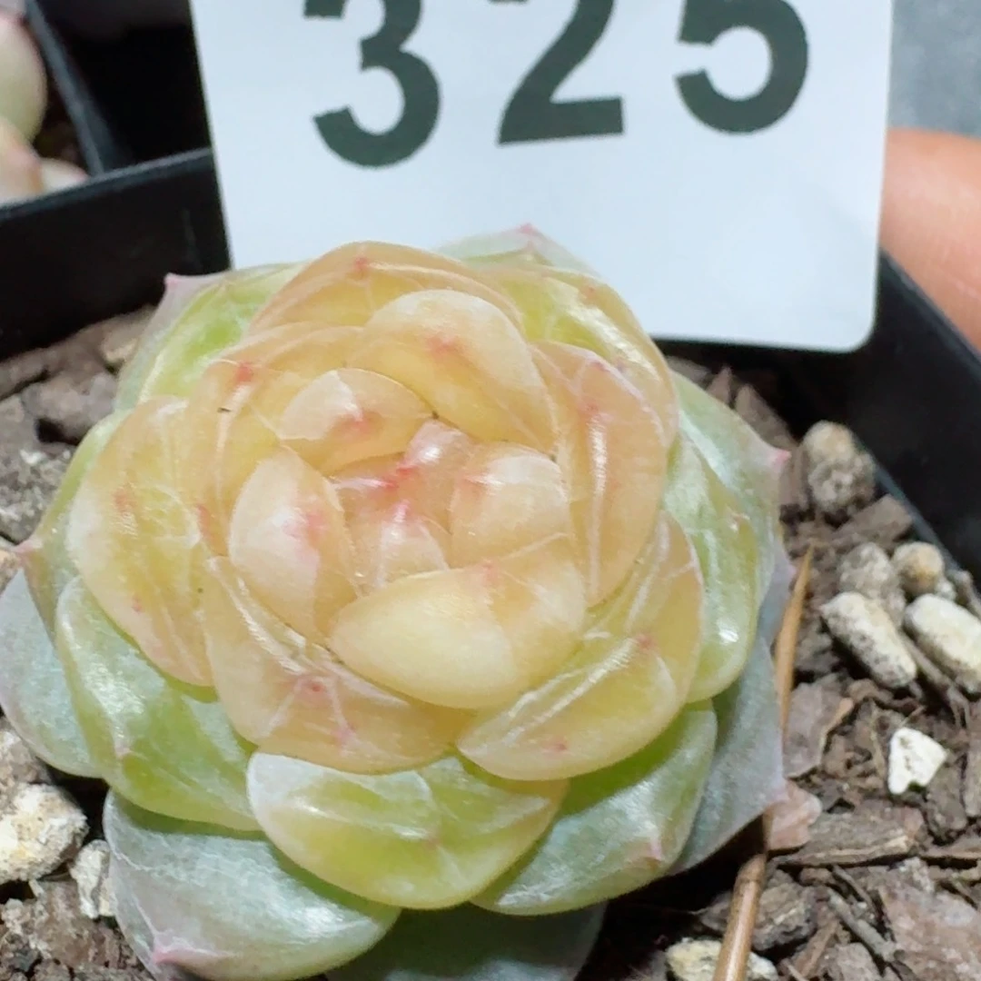 黄桃       多肉植物