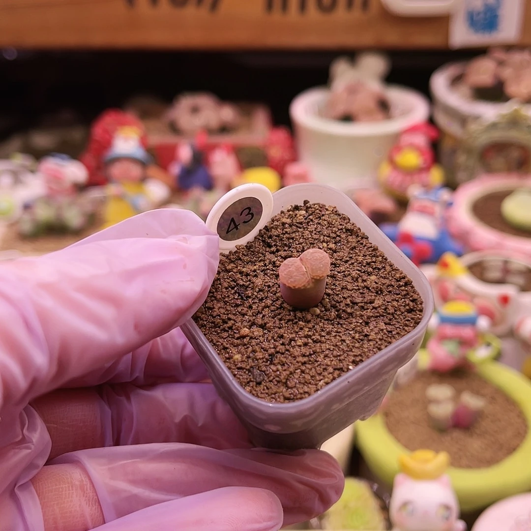 43号三年以上日本原株