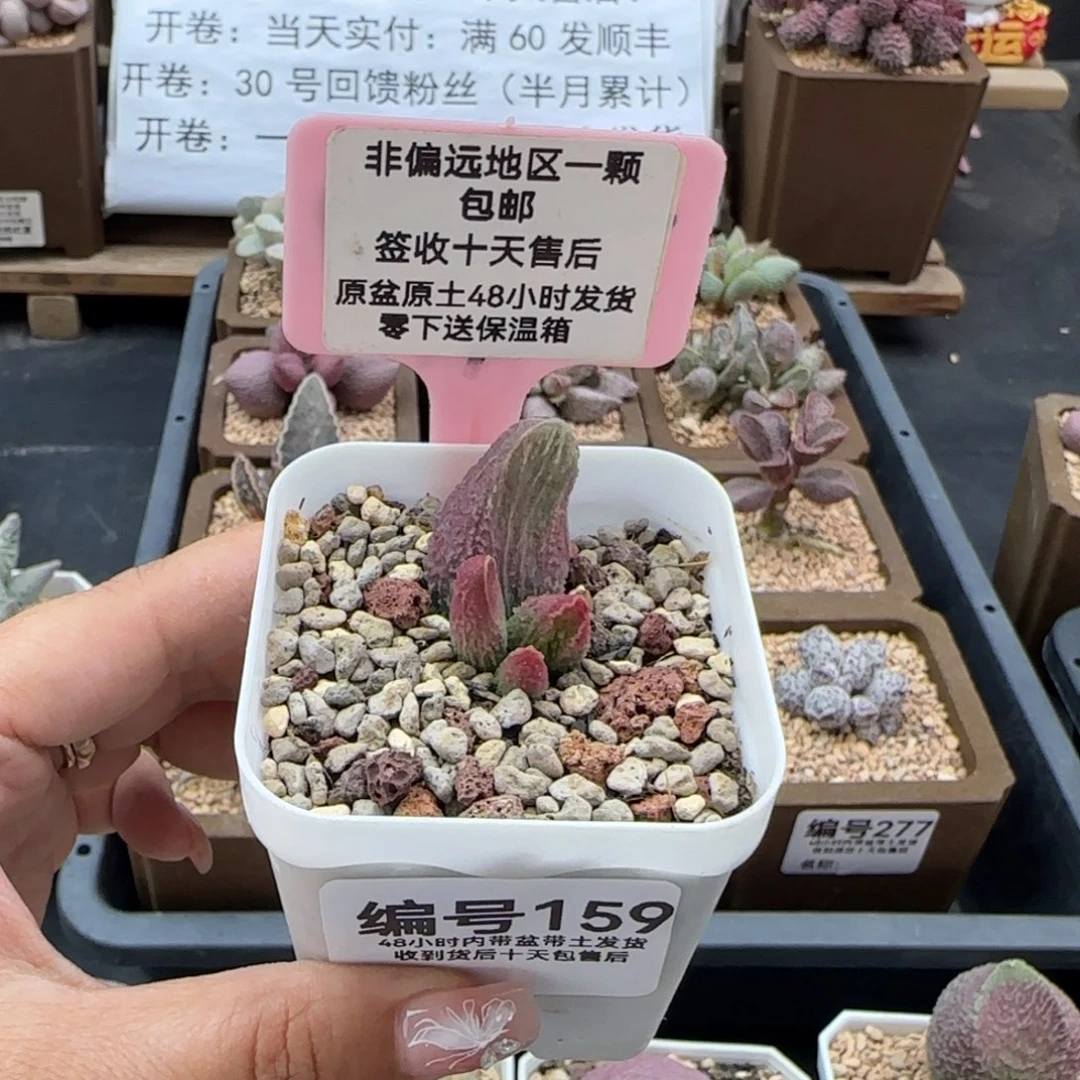 159，胖五多肉植物