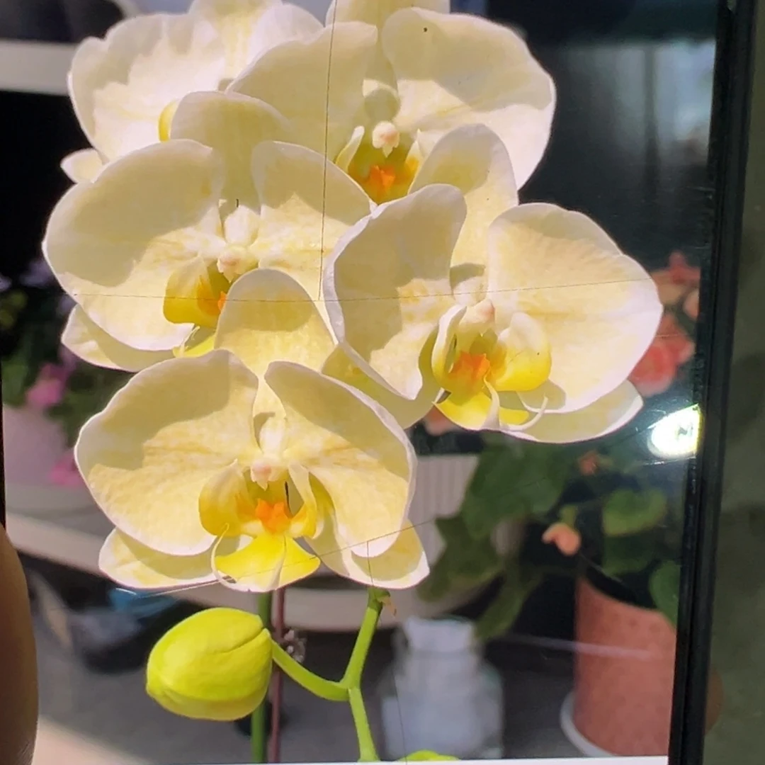 当前无花栽培后可以开花金边蕾丝2.8杯刚出根苗小凑单发货
