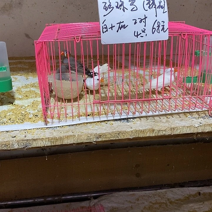 珍珠鸟志白加灰珍珠