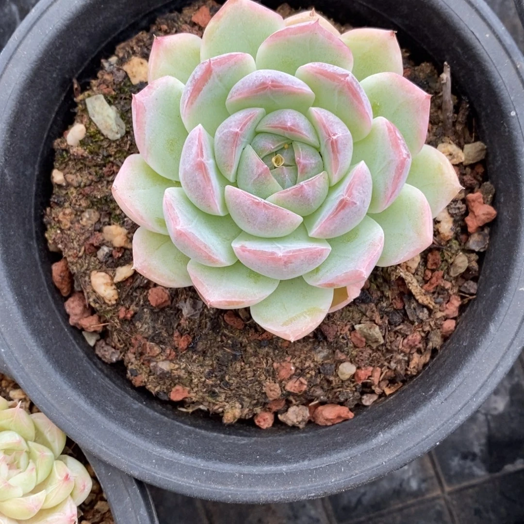 精品多肉一物一拍不包整432