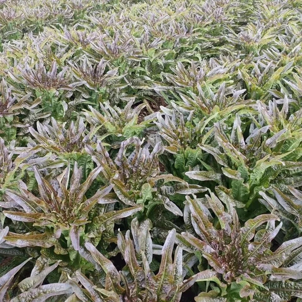 【红叶香莴苣】农家露天种植绿肉香莴苣