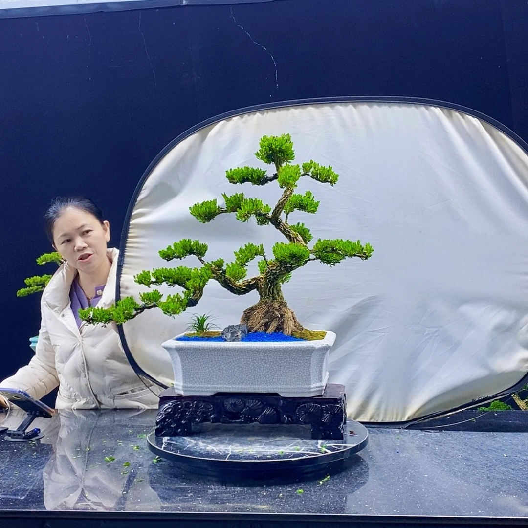 无花朵黄杨盆景造型