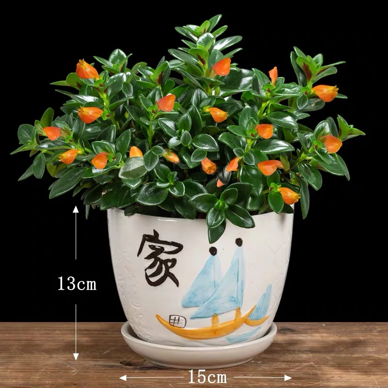 金鱼花盆栽花卉植物室内花四季常青开花美观造型盆景植物客厅桌面