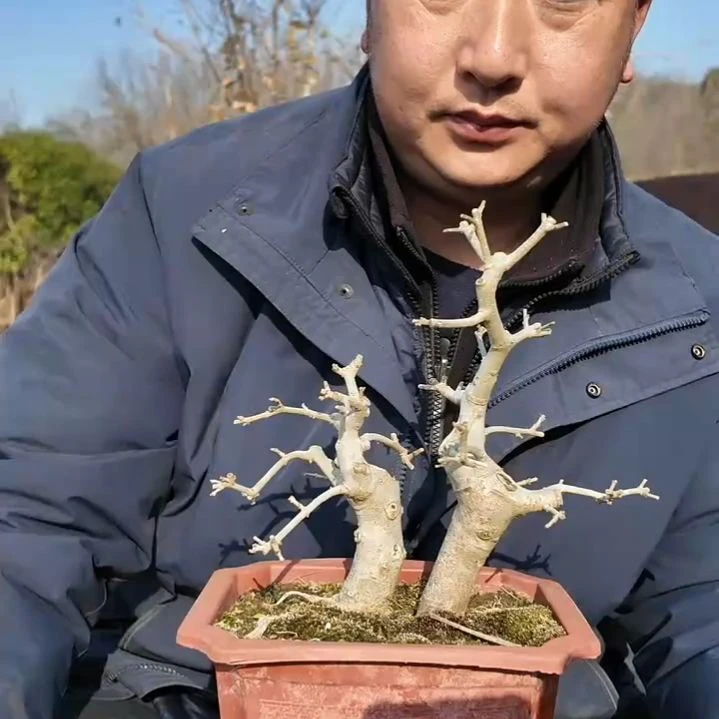 无花朵对节白蜡盆景