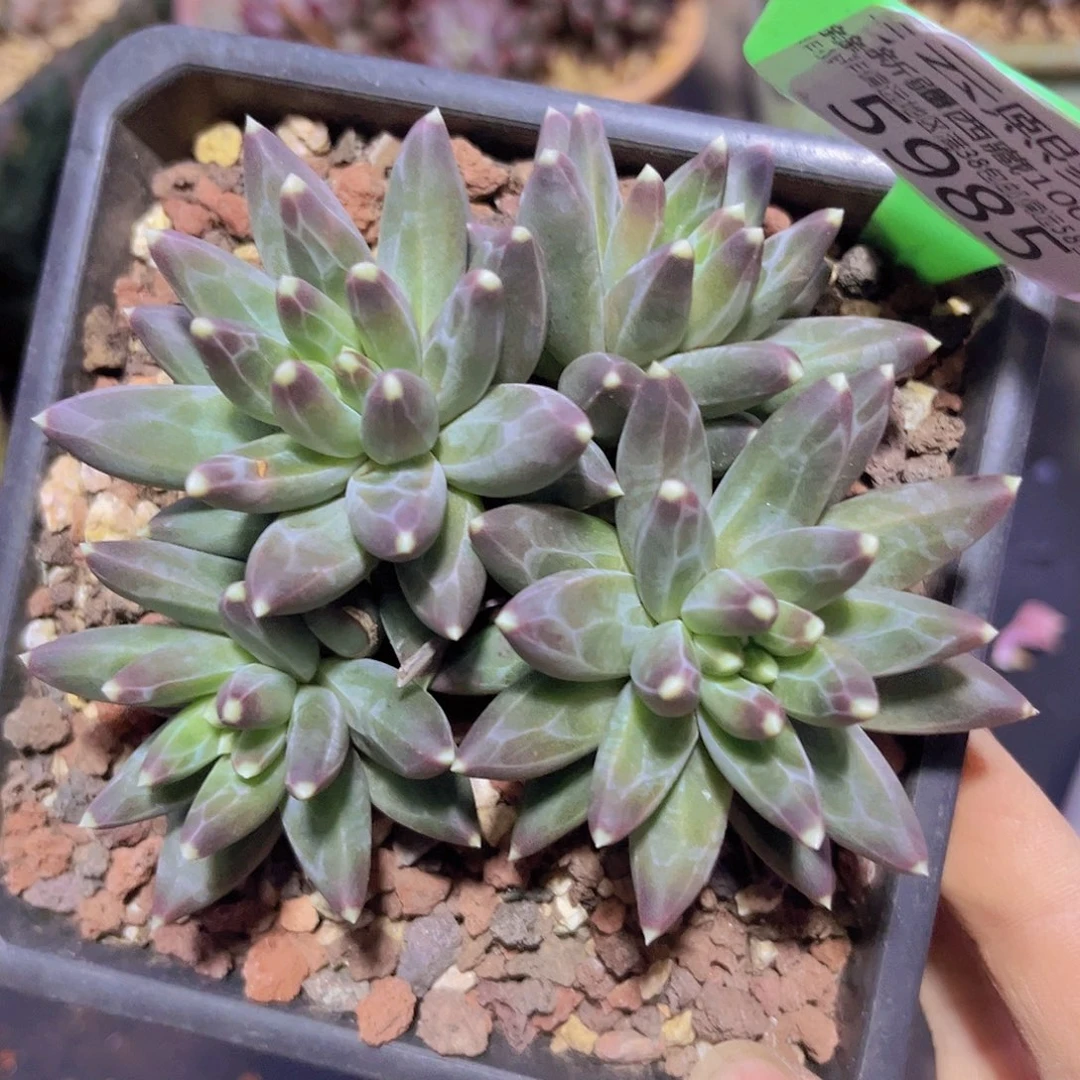 5985乌拉克拉多肉植物