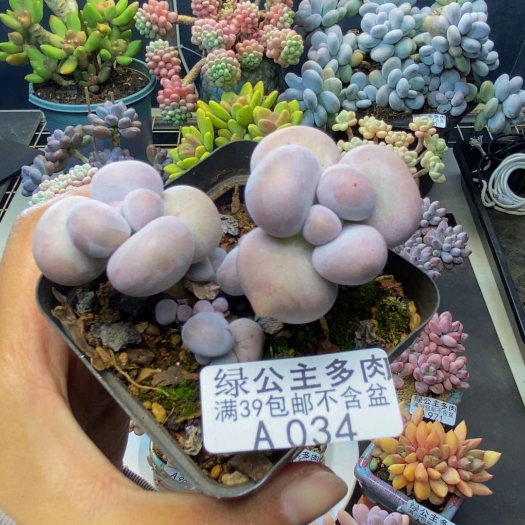 034芭比奶多肉7c m