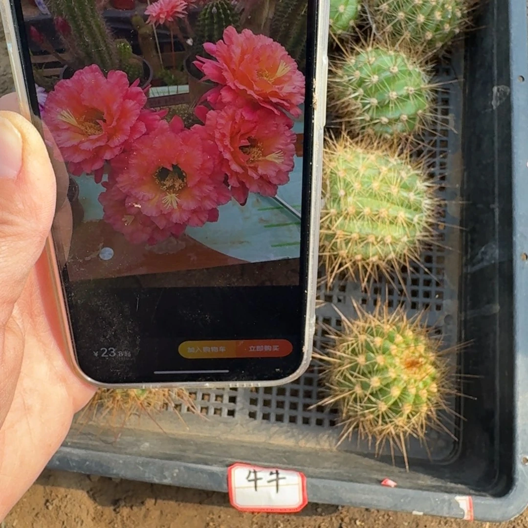 223毛花柱牛牛歪无根侧牙5公分左右，20包邮