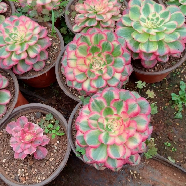 海神单头啊啊啊啊