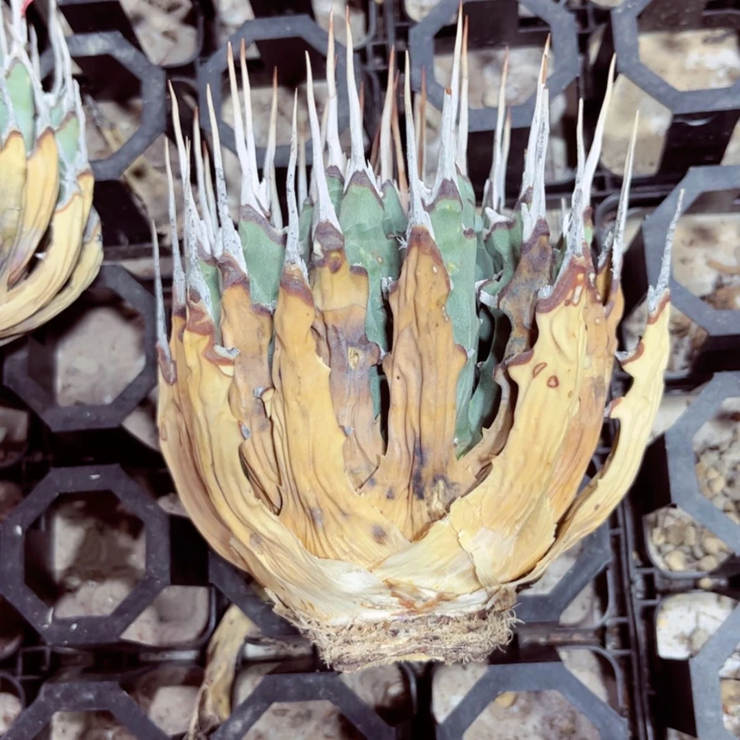 【闪购商品】罗****111111111