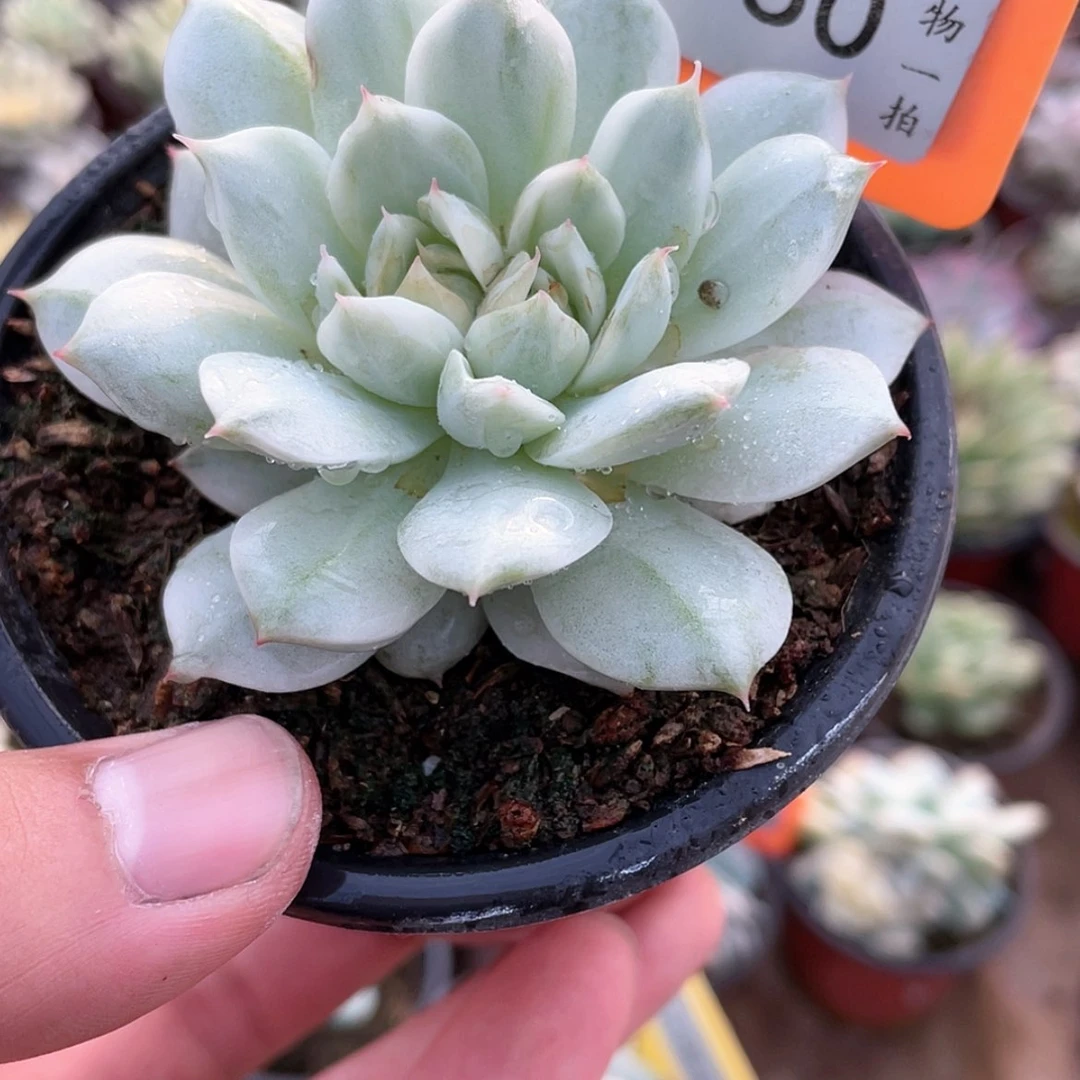 【闪购商品】无花朵950