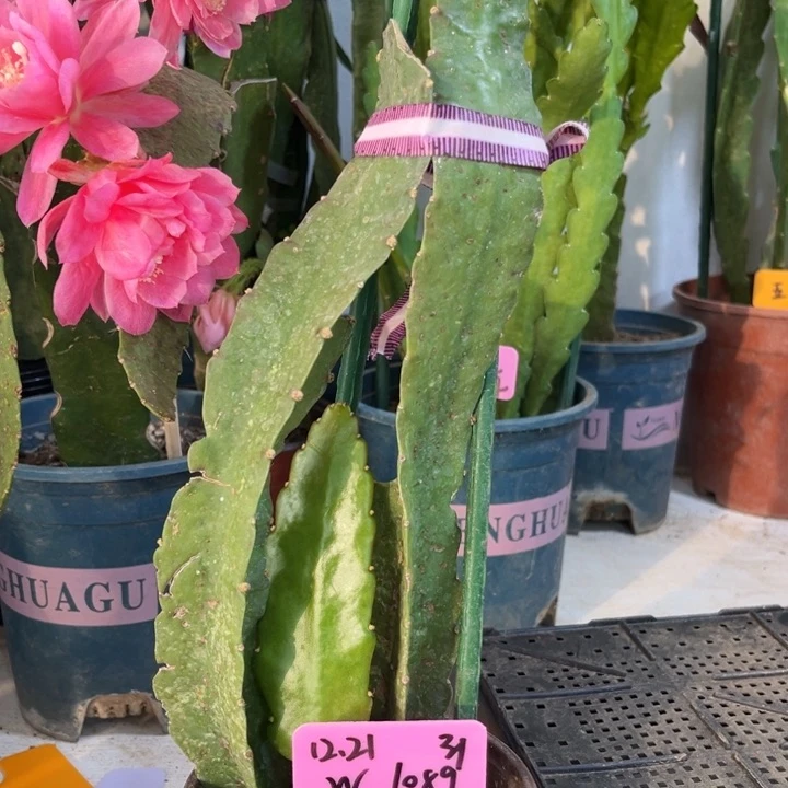 当前无花栽培后可以开花W*W小粉